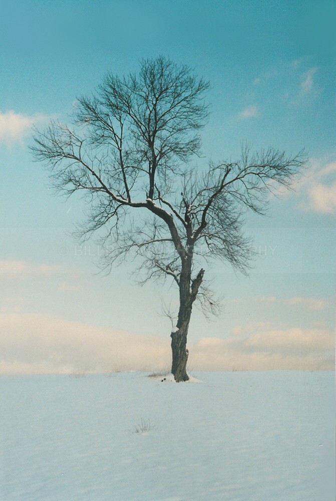 9995 - The Tree Project
