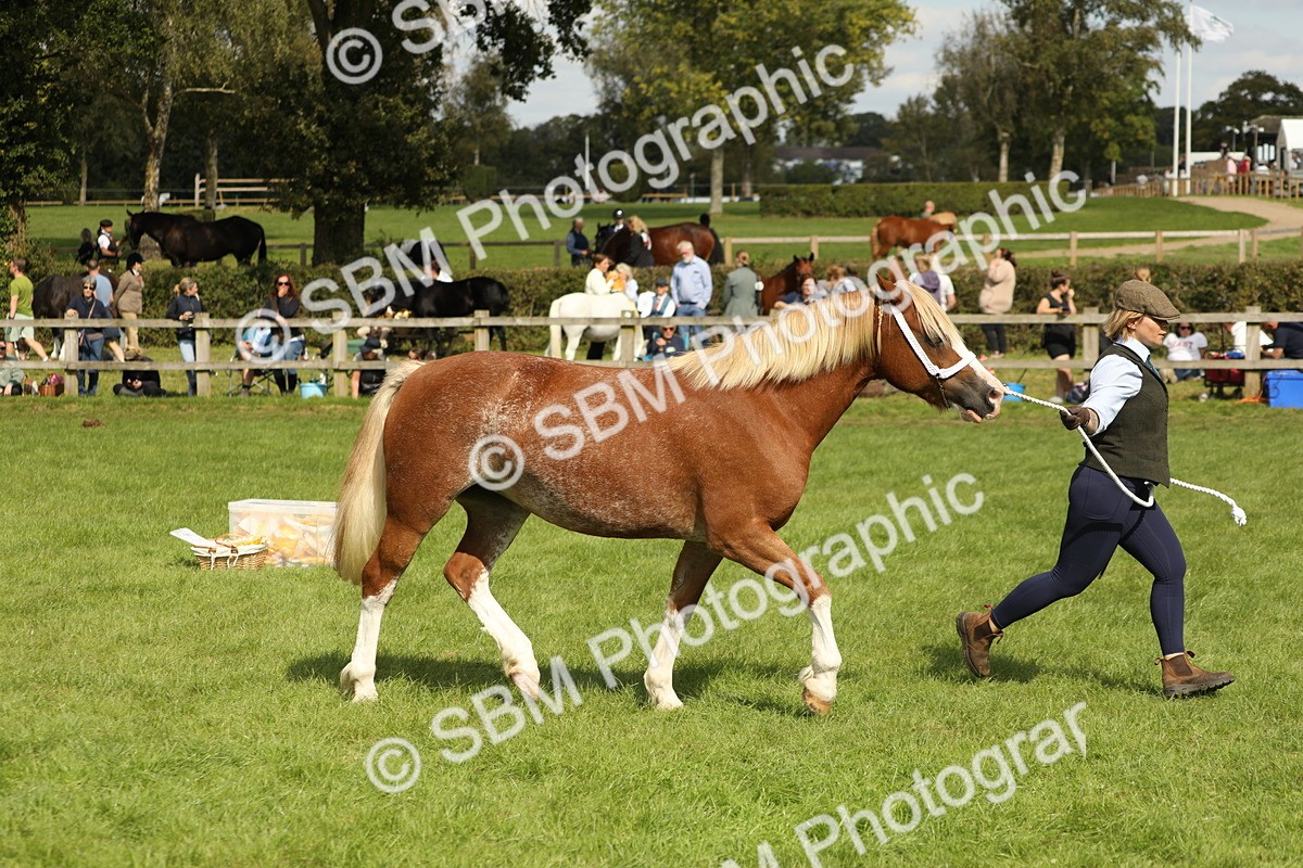 SBM_65467 - S47 - Mountain & Moorland In Hand Large Breeds