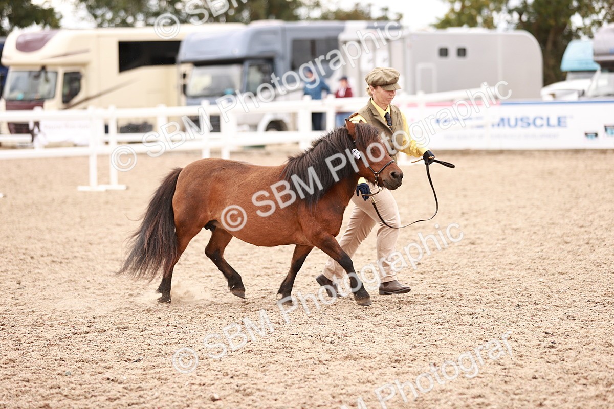 SBM_16903 - Class 415 - Horse-Pony Judge would most like to take home