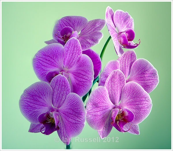 Orchid - Flowers
