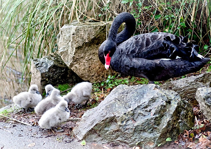 RSPO28 Postcard Black Swans and Cygnets 2 - Dawlish Postcards