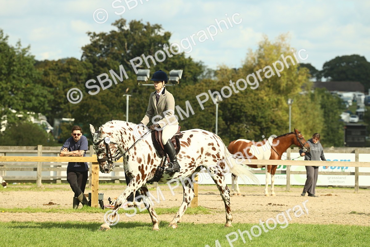 SBM_62486 - S62 - Foreign Breeds Ridden