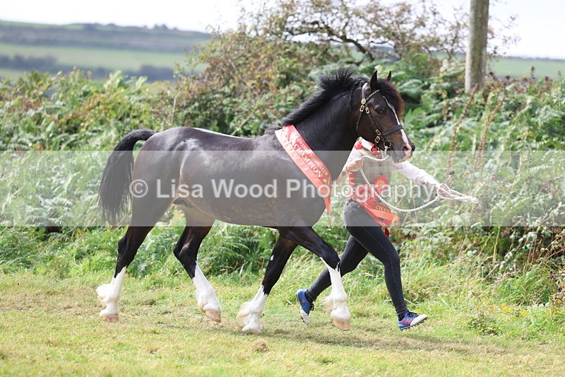 3E7A5774 - In Hand Championship