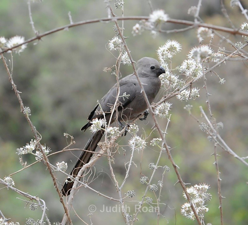 Gray Go Away Bird - South Africa Birds and Mammals