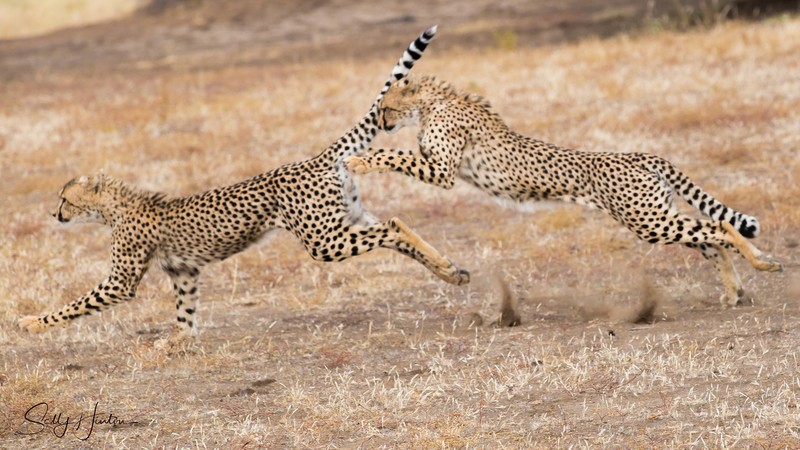 Mashatu Cubs 7