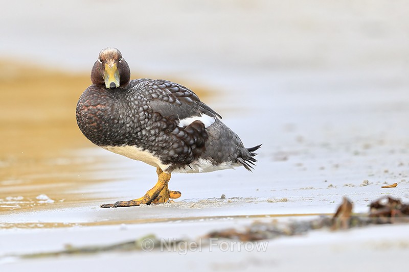 Steamerduck (female) standing on beach, Carcass Island, Falklands - Falkland Flightless Steamerduck
