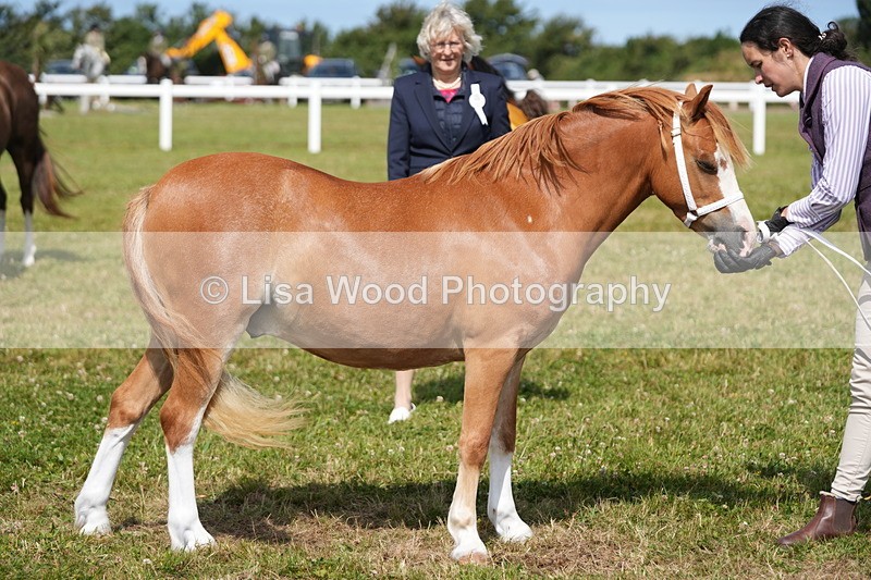 DSC05563 - Class 50: NPS M&M 4 years and over Small Breeds