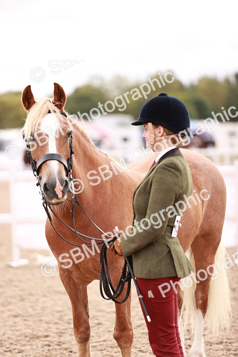 SBM_16351 - Class 413 - Best Condition - Adult