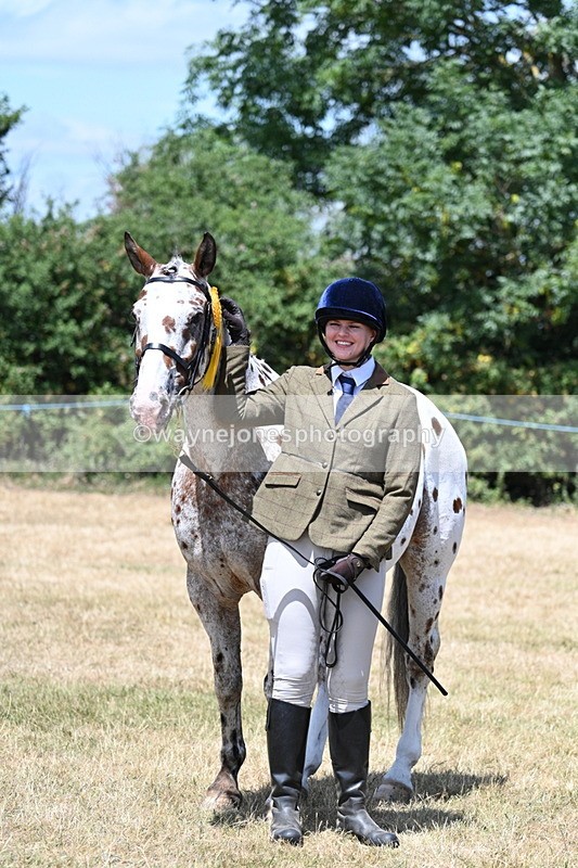 WJ7_2460 - Class 5a Most Handsome Gelding in hand (above 14.2hh)