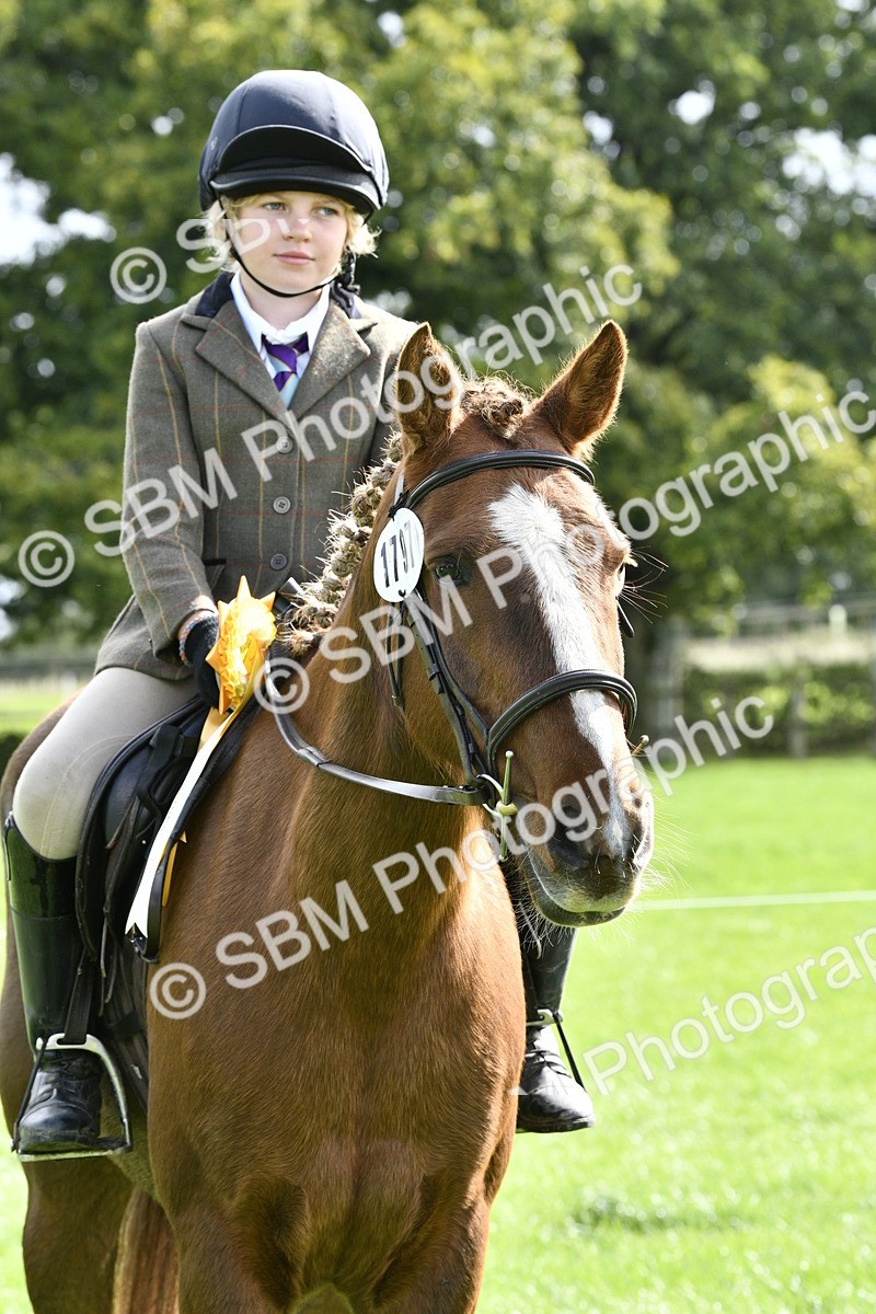 SBM_41662 - S32 - Mountain & Moorland Working Hunter Pony
