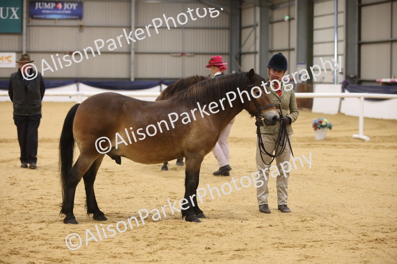 20260913-1034 - Class 109 - Bred On Exmoor In Hand