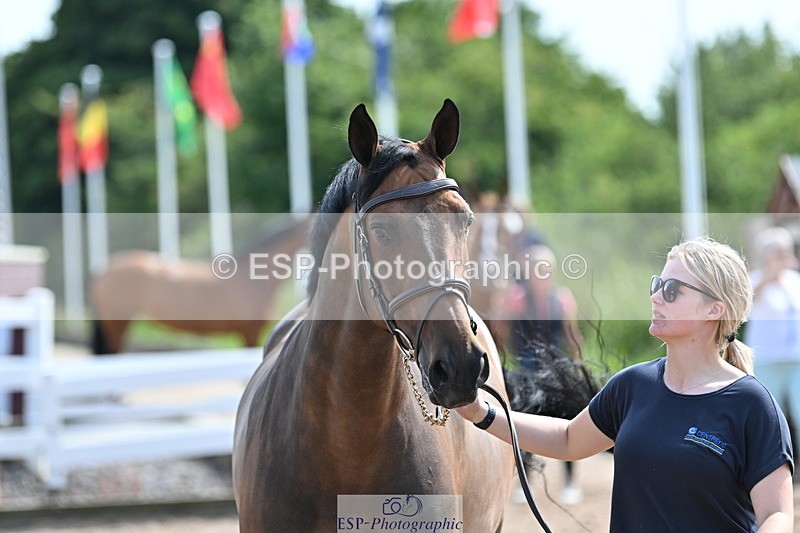 240717A-155450-03175 - Trot Up 3pm to 4pm