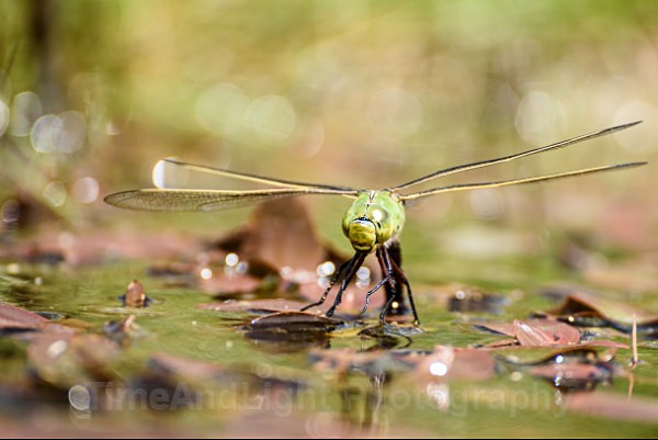 Female Emperor - Dragonflies & Damselflies