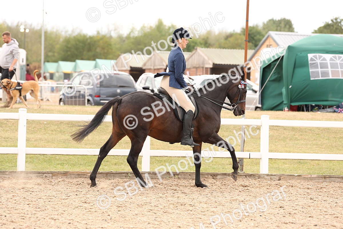 SBM_17319 - Class 214 - Ridden Hack Riding Horse