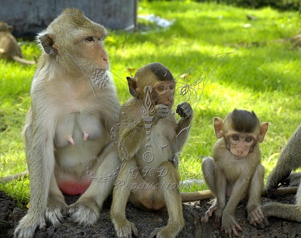 Macaque Monkeys - Thailand - ANIMALS