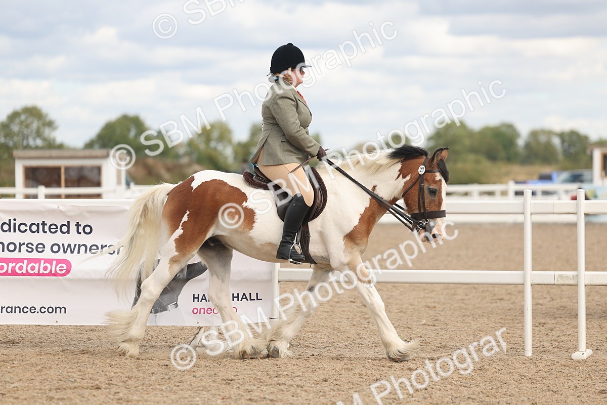 SBM_14722 - Class 308 - Ridden Coloured Horse