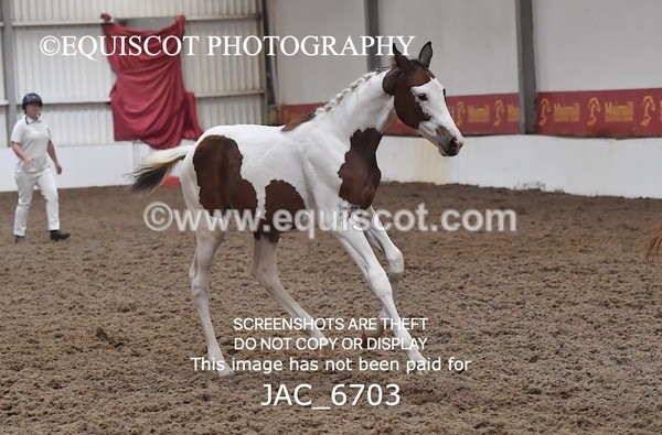 JAC_6703 - 15 Ziggy of Westoak