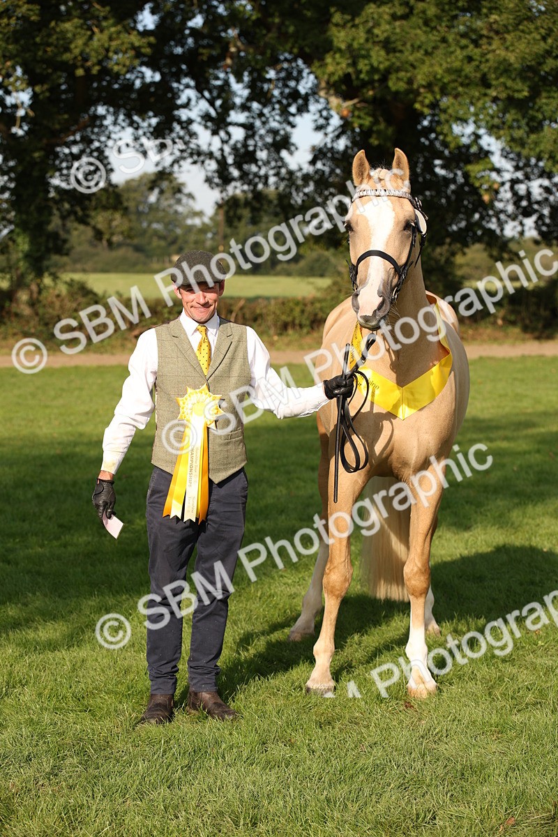 SBM_59392 - S52 - Other Coloured Horse In Hand