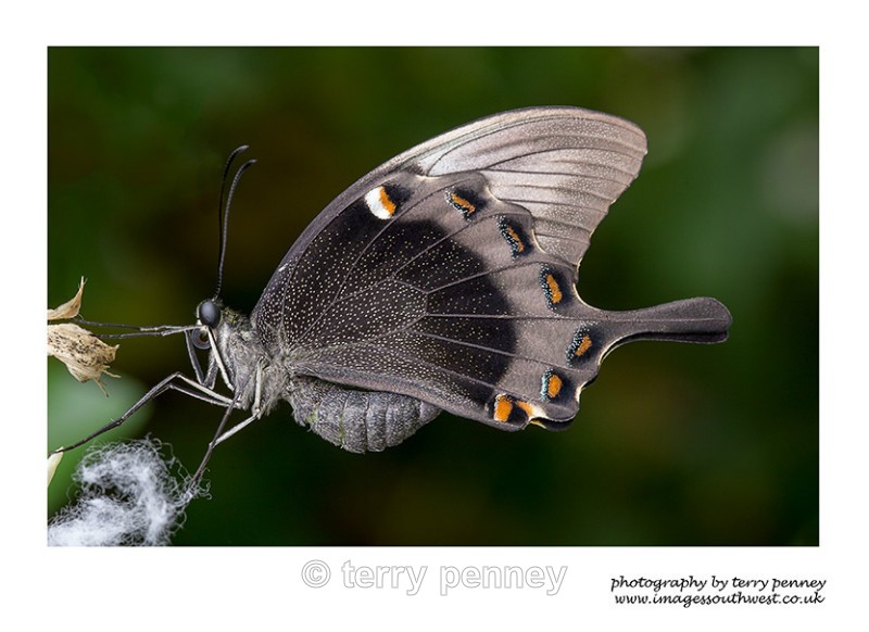  - Insects & Spiders
