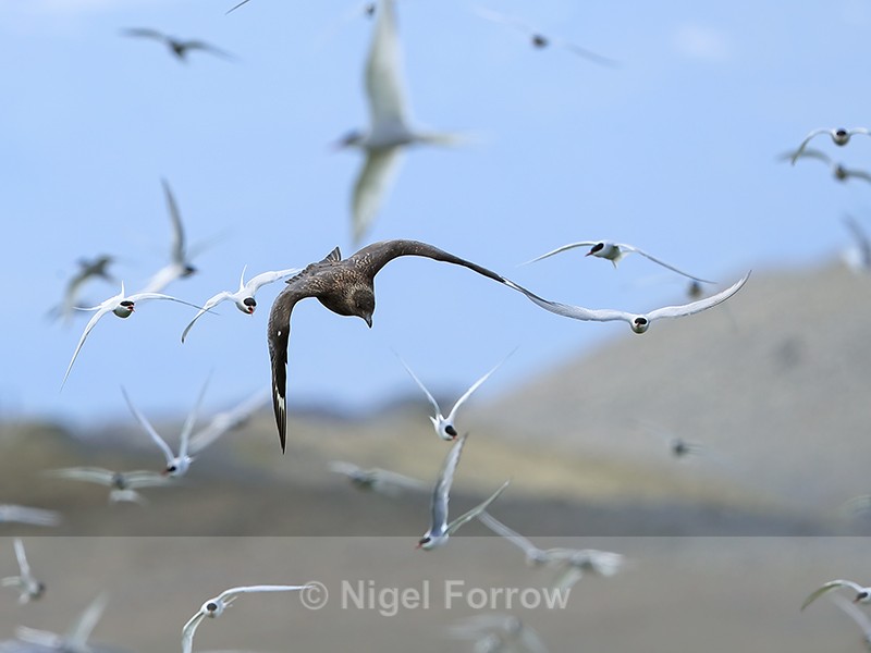 Great Skua attacks Arctic Tern colony, Iceland - Great Skua