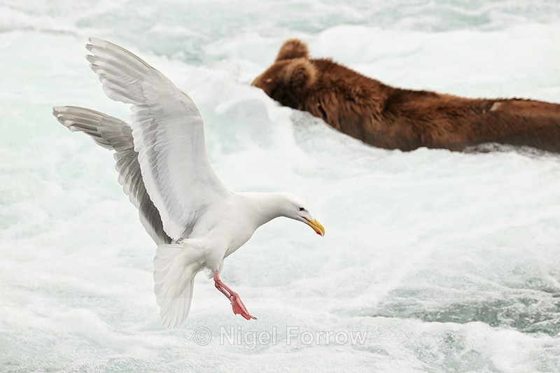 Glaucous-winged Gull landing near snorkelling Brown Bear - Glaucous-winged Gull
