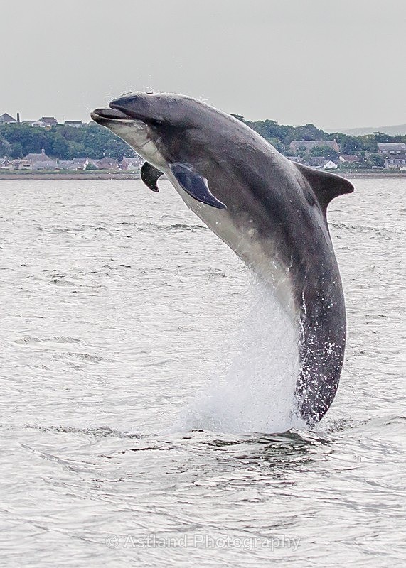 Astland Photography, Bird and Wildlife Images, Susan and Peter Wilson, U.K.