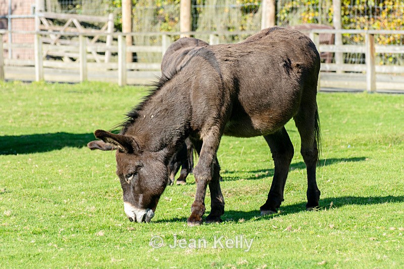 Donkey - DSC_0918 - Equine