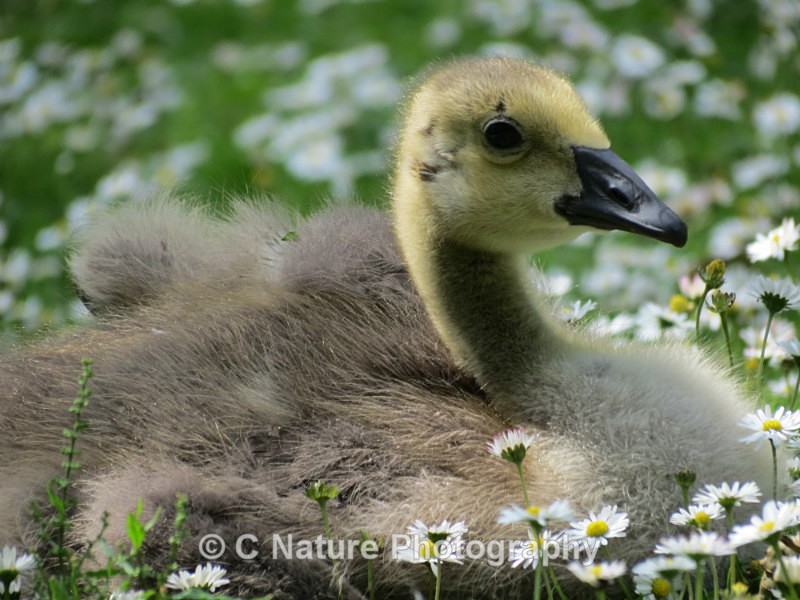 Gosling - Birds
