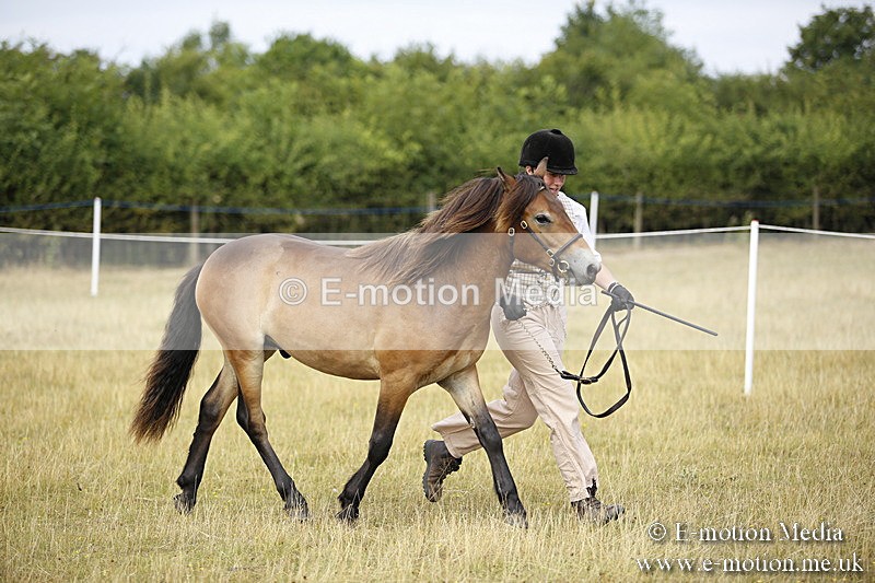 _C7A9597 - BVRC Sow 2018 Ring 2