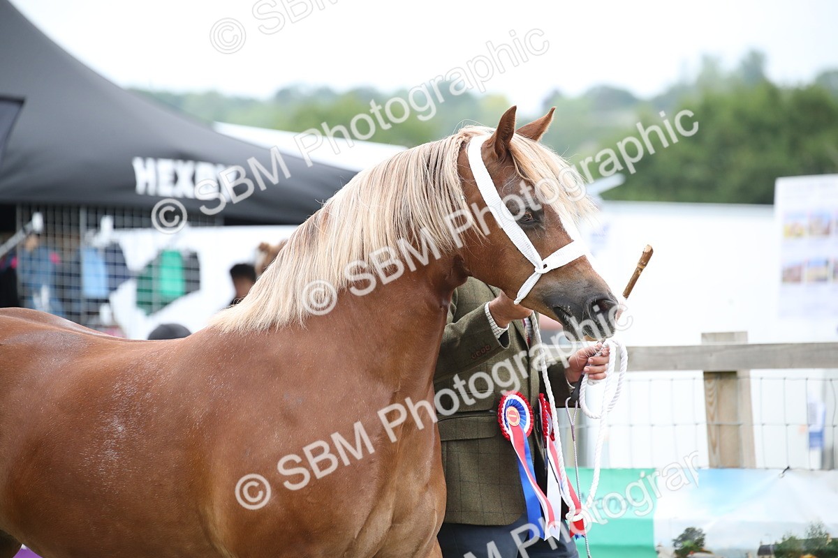 SBM_09720 - Ch 50 - Price Family Supreme In Hand