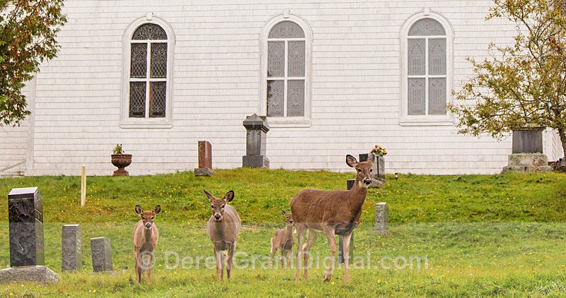 Churchyard Deer - Churches of New Brunswick