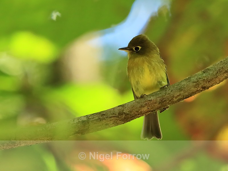 Yellowish Flycatcher perched, Costa Rica - Yellowish Flycatcher