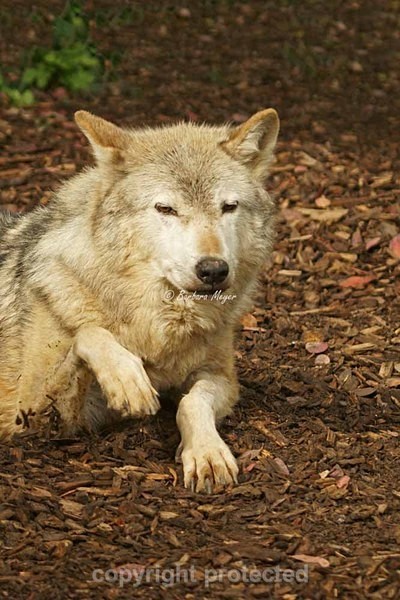 Grey Wolf - Missoula lifting her paw (Colchester Zoo)C - Smaller Cats & Other Wildlife - Wolves