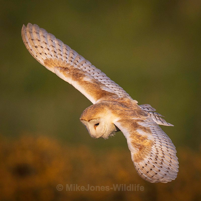 BARN OWL 2025 7 - BARN OWLS