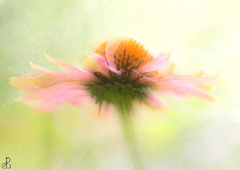 Flower photography by Diana Uzun