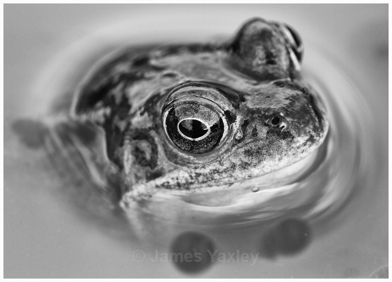 Common Frog - Nature in Black & White