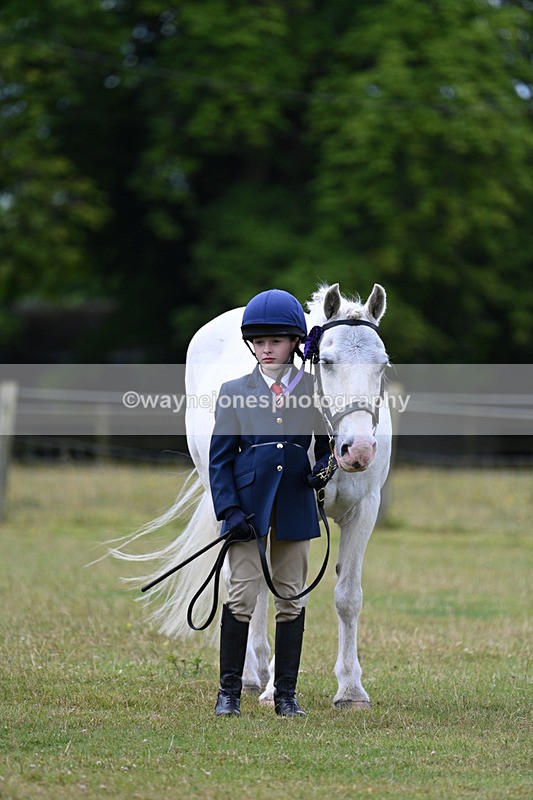 WJ7_6778 - Class 5 Handsome Gelding in hand
