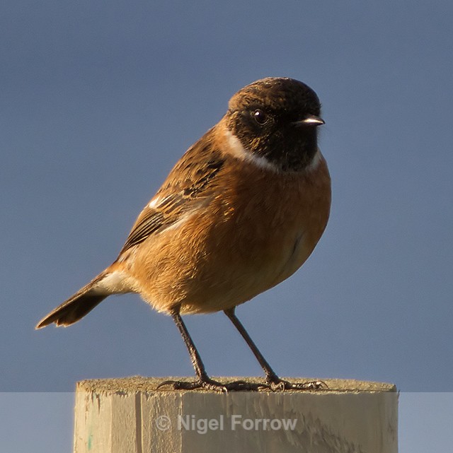 Stonechat (male) on fence post - Stonechat