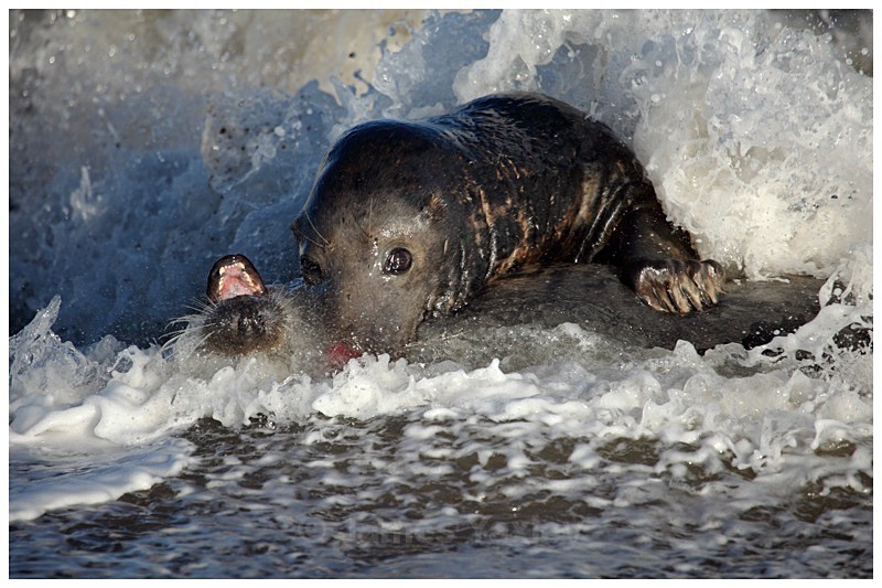 Grey Seal Foreshore Play - The British Wildlife Photography Awards 2009 to 2014
