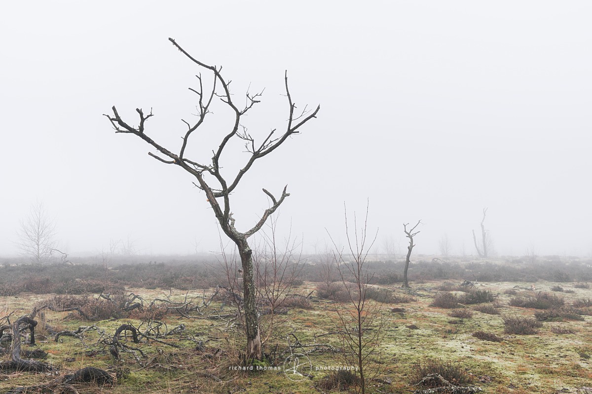  - Charred Mist