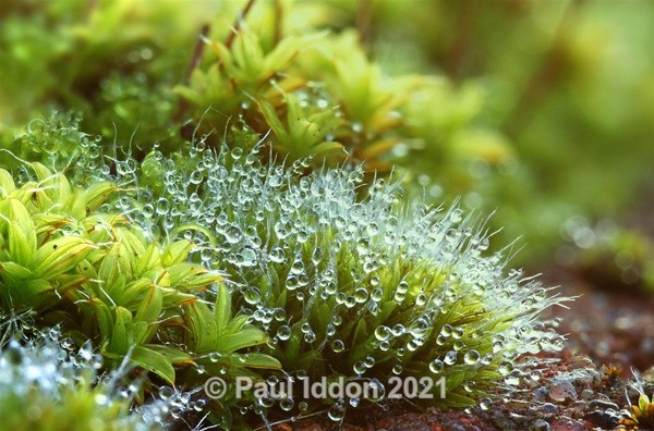 Morning Dewdrops Landscape - Macro