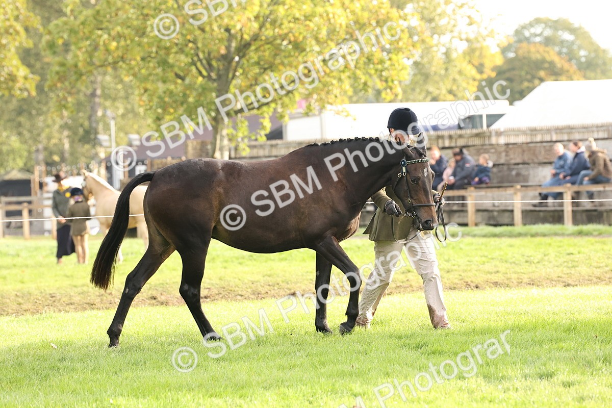 SBM_54994 - S52 - Riding Horse & Hack & thoroughbred In Hand