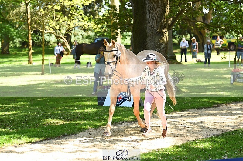 230524-150920-00093 - 356-THE_DUMB_BLONDE-Kat_Raybould-WEDTrotUp+DR