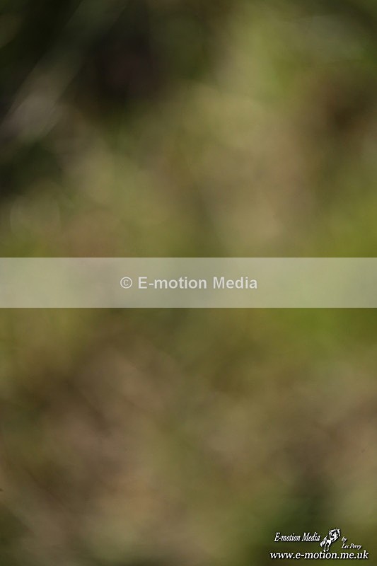 PtP 210326 658 - VWH Cirencester Races 21/03/26