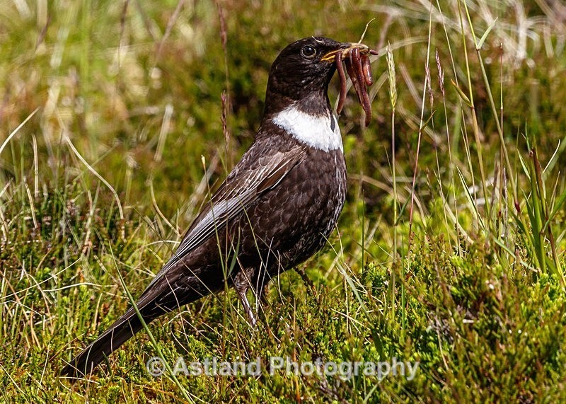 Astland Photography, Bird and Wildlife Images, Susan and Peter Wilson, U.K