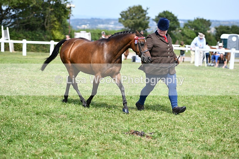 DSC_8365 - Class 68: Part Bred In Hand M & M
