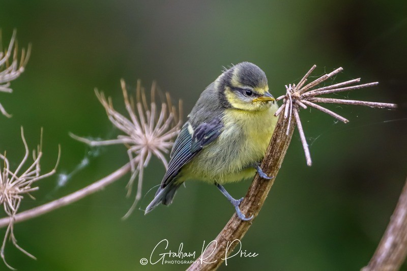 IMG_6680 - Birds From Around the World
