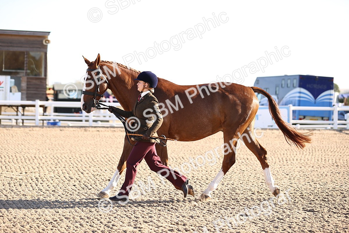 SBM_08354 - Class 401 - IH Veteran Horse