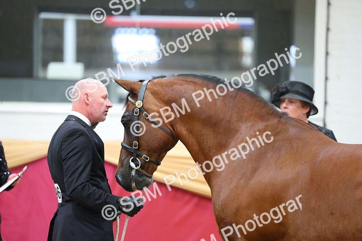 SBM_22695 - Class 903 - Supreme Final - IH Pre Vet