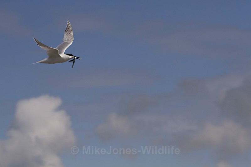 Sandwich Tern with Sandeel, Cemlyn Bay, Anglesey, North Wales - Terns, Sandwich, Artic and Common